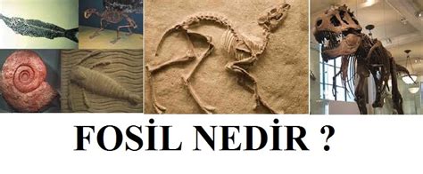 paleontoloji nedir kısaca